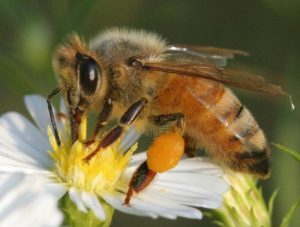 Cover photo for 2019 Bee School Registration - Beaufort County Beekeepers Association