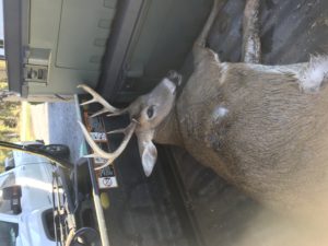 deer on gator