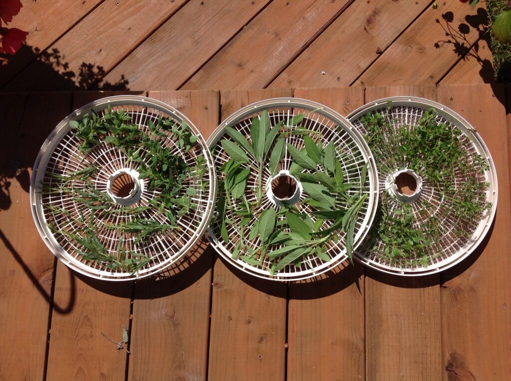 drying herbs