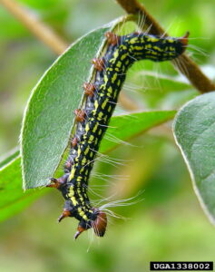 Great picture of the Azalea Caterpillar