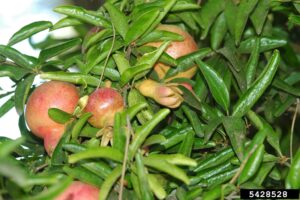 Pomegranate fruit hiding among the foliage. Karan A. Rawlins, University of Georgia, Bugwood.org