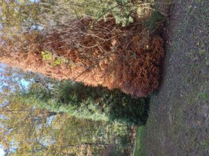 Armillaria Root Rot on Arborvitae 'Green Giant'. Photo Credit: Beaufort County Resident Diane Ross