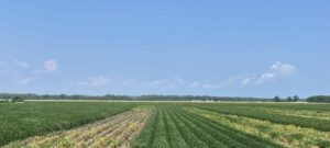 Cover photo for Root Knot Nematodes and Southern Blight in Soybeans